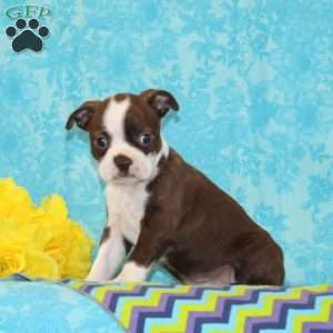 Jackie, Boston Terrier Puppy